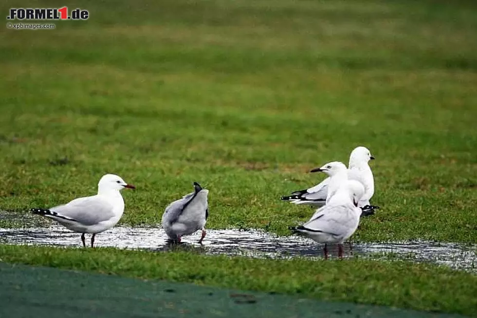 Foto zur News: Möwen im Albert Park