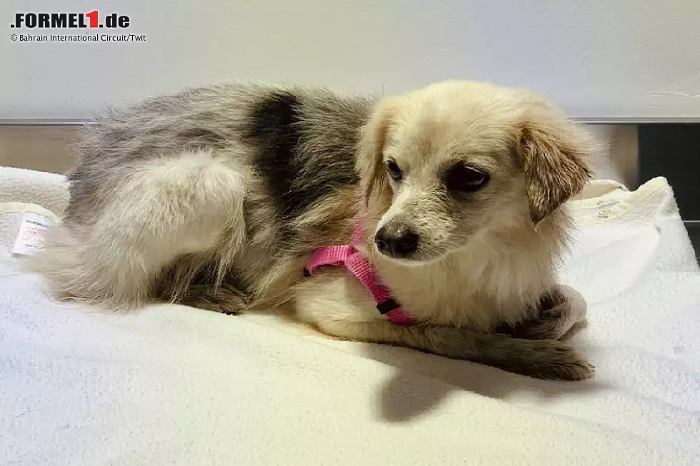 Hund Foto zur News: Hund