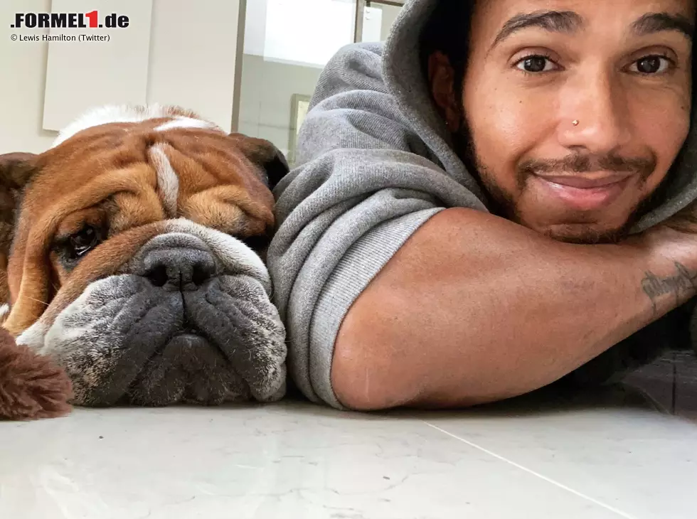 Foto zur News: Lewis Hamilton mit seiner Bulldogge Roscoe (Archivbild)