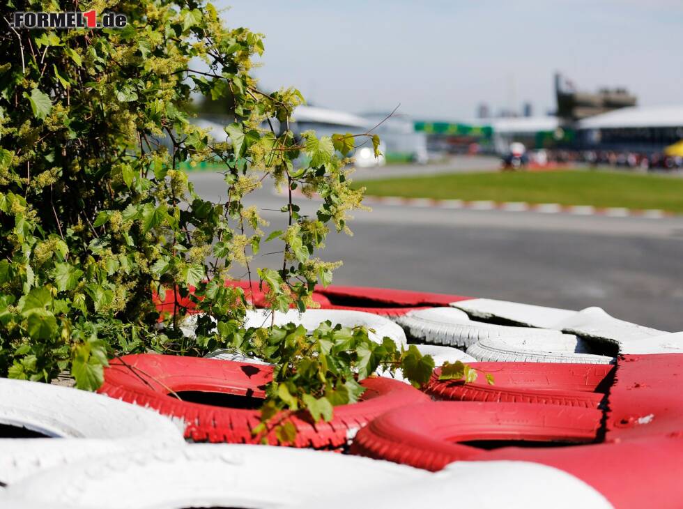 Foto zur News: Das FIA-Projekt &quot;Score4Trees&quot; zwingt die F1-Teams zum Bäumepflanzen (Symbolbild)