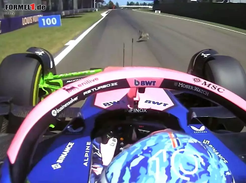 Foto zur News: Die Begegnung mit Pierre Gaslys Alpine endete für den Hasen nicht gut